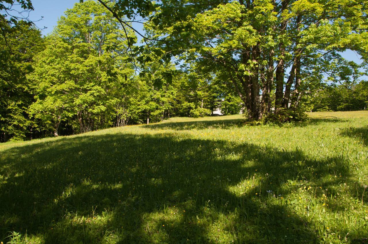 Green Forest Zabljak  Bagian luar foto