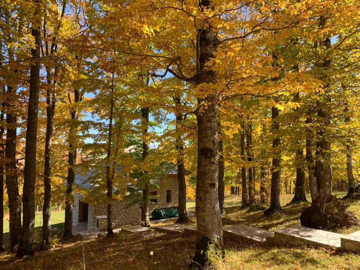 Green Forest Zabljak  Bagian luar foto